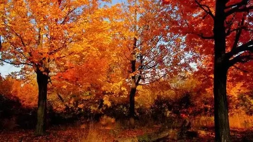 Fun Outdoor Autumn Activities For Kids - TN Nursery