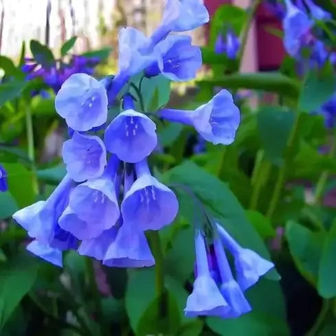 How to Design a Beautiful Perennial Border - TN Nursery