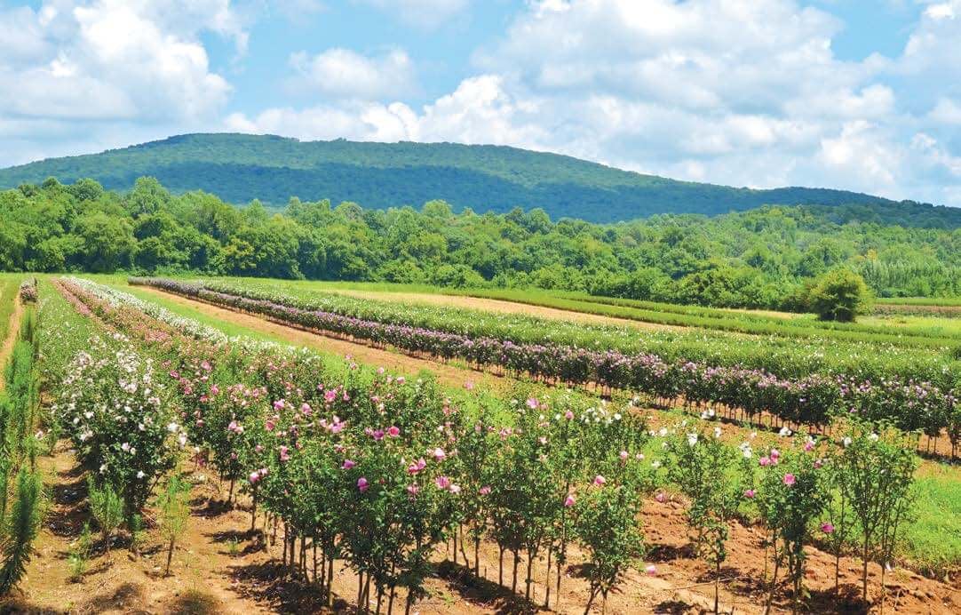 Sustainable Gardens