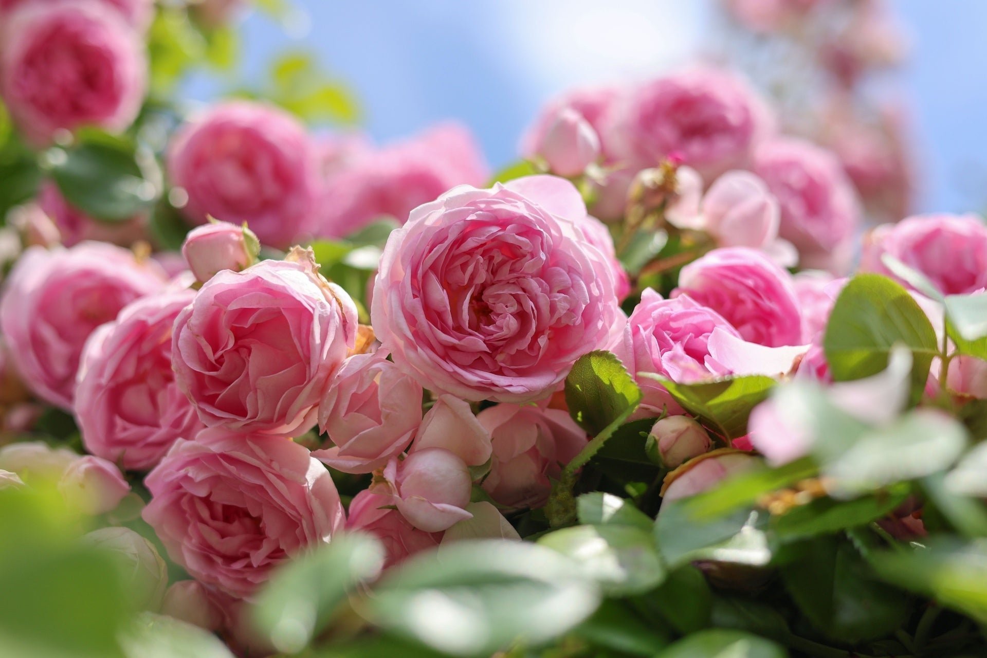 rose