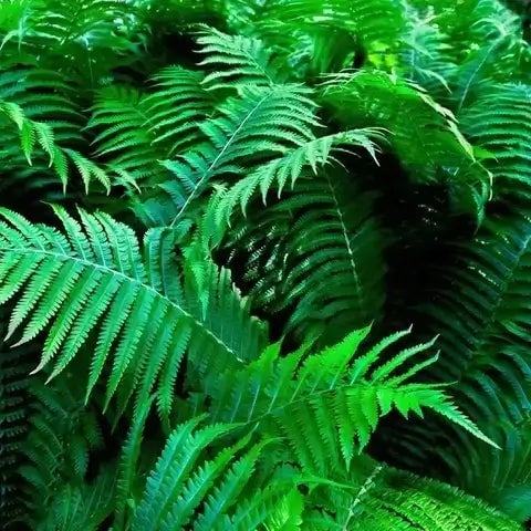 The life Cycle of a Native Fern Plant - TN Nursery