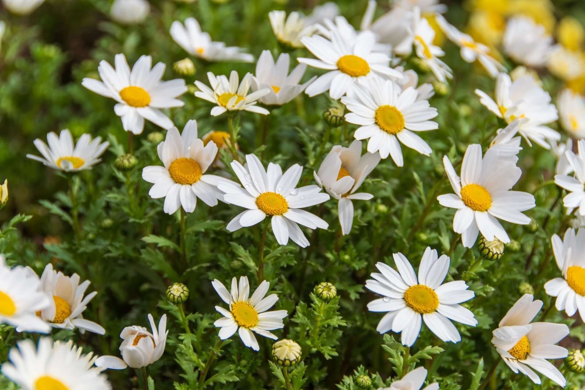 Daisy's