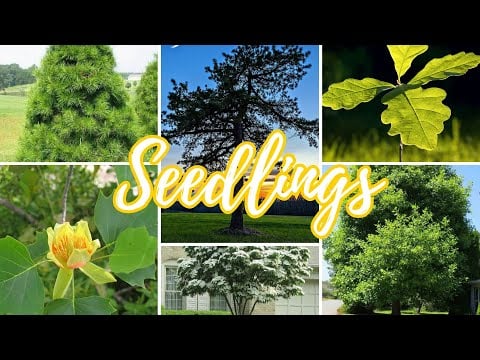 TN Nursery video on Seedlings