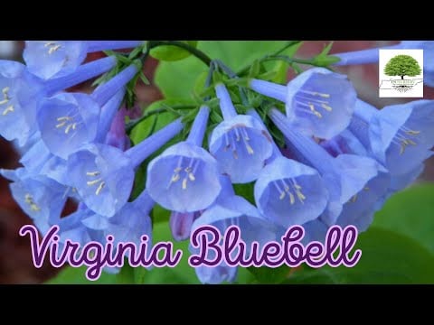 TN Nursery video on Virginia Bluebell