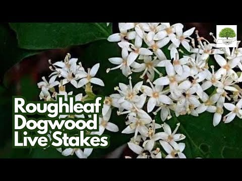 TN Nursery video on Roughleaf Dogwood Live Stakes